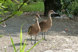 Dendrocygne des Antilles