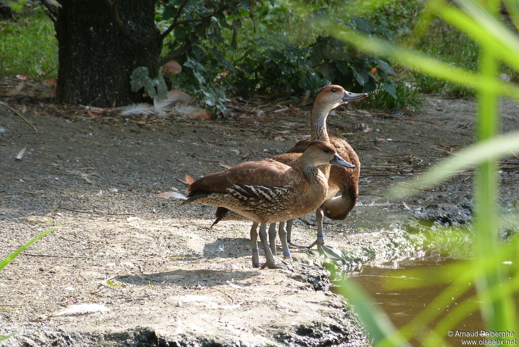 Dendrocygne des Antilles