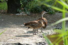 Dendrocygne des Antilles