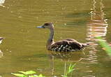 Dendrocygne des Antilles