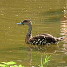 Dendrocygne des Antilles