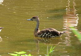 Dendrocygne des Antilles