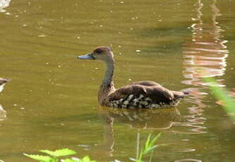 Dendrocygne des Antilles