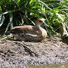 Dendrocygne des Antilles