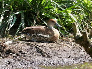 Dendrocygne des Antilles