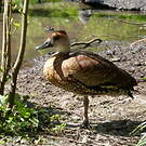 Dendrocygne des Antilles