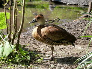 Dendrocygne des Antilles