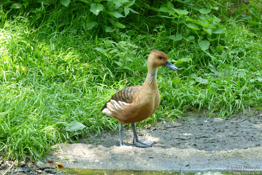 Fulvous Whistling Duck