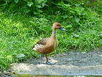 Dendrocygne fauve