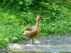 Dendrocygne fauve