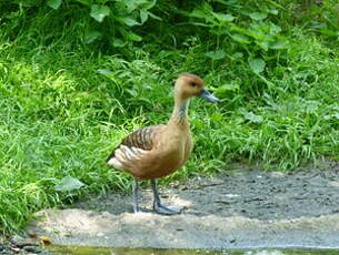 Dendrocygne fauve