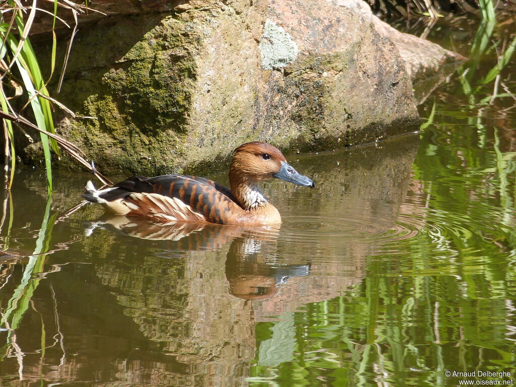 Dendrocygne fauve