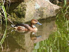 Dendrocygne fauve