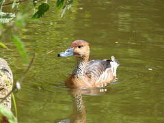 Fulvous Whistling Duck