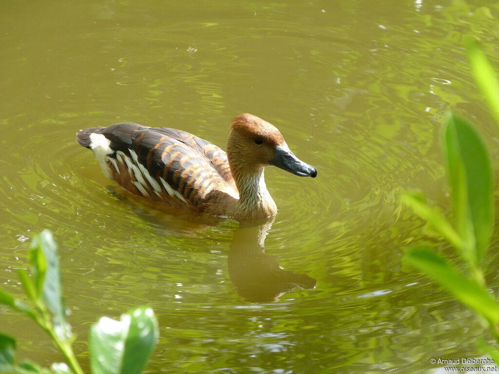 Fulvous Whistling Duck