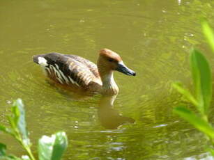 Dendrocygne fauve