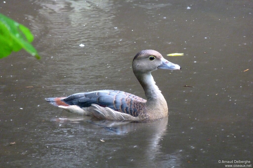 Lesser Whistling Duck