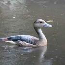 Dendrocygne siffleur