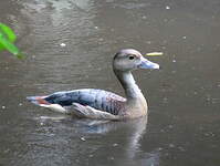 Dendrocygne siffleur