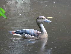 Lesser Whistling Duck