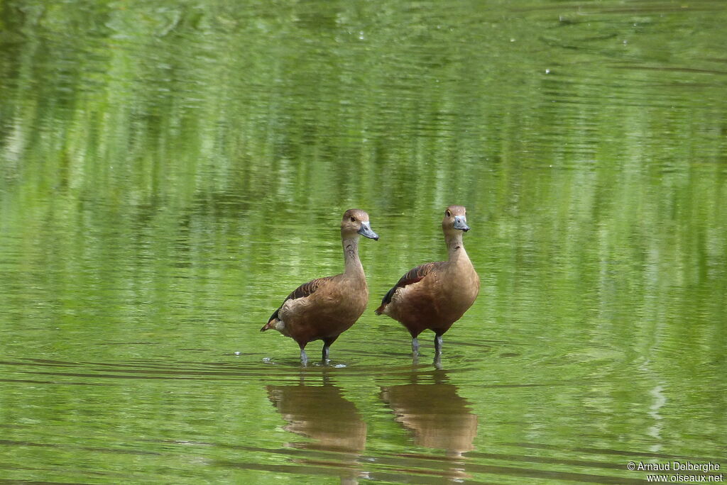 Dendrocygne siffleur