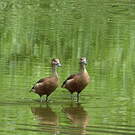 Dendrocygne siffleur
