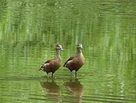 Dendrocygne siffleur