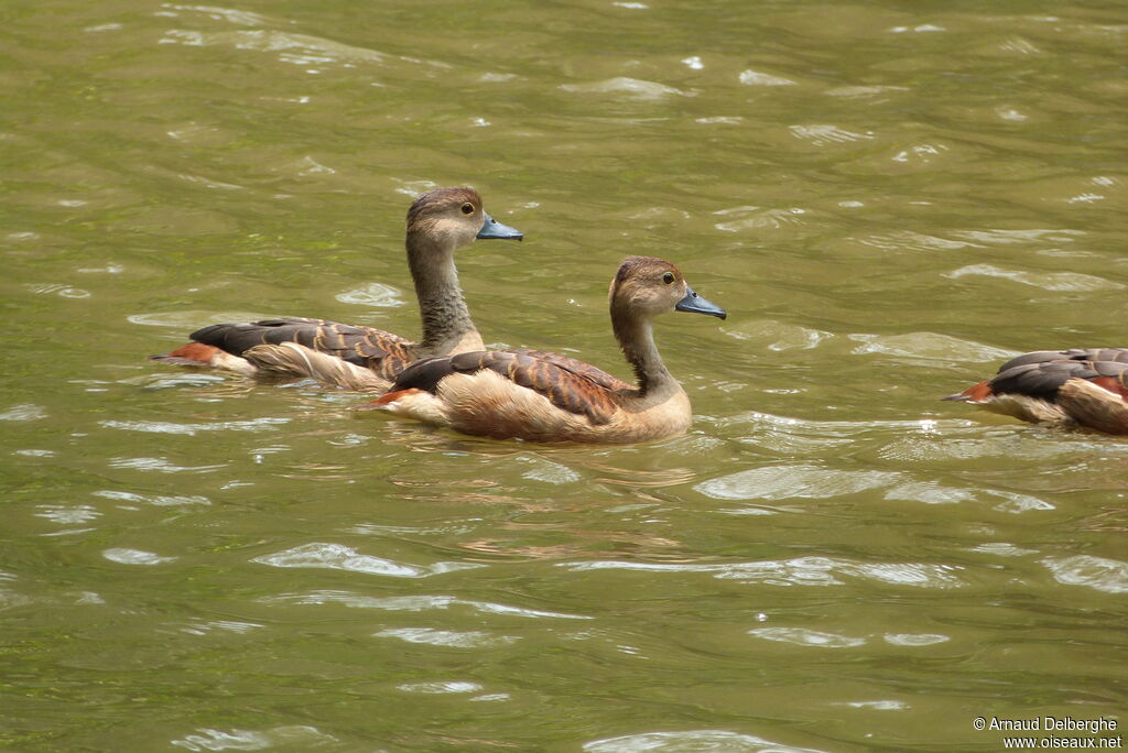 Dendrocygne siffleur