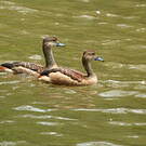 Dendrocygne siffleur