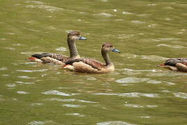 Dendrocygne siffleur