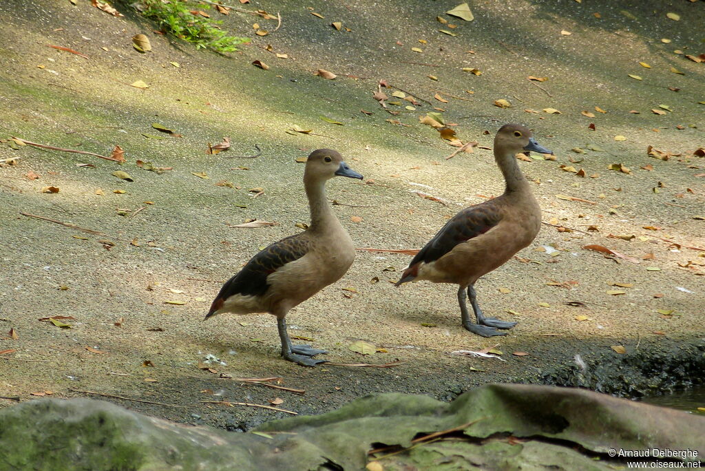 Dendrocygne siffleur