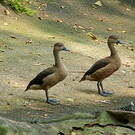 Dendrocygne siffleur