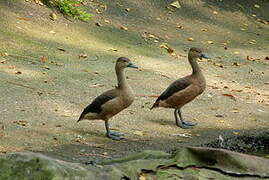 Lesser Whistling Duck