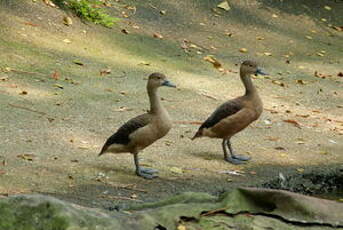 Dendrocygne siffleur