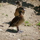 Dendrocygne tacheté