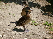 Dendrocygne tacheté