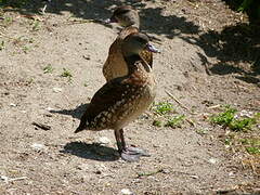 Spotted Whistling Duck