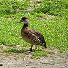 Dendrocygne tacheté
