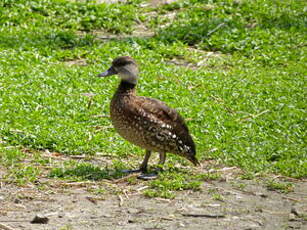 Dendrocygne tacheté