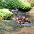 Dendrocygne tacheté