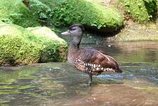 Dendrocygne tacheté