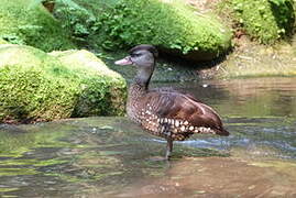 Spotted Whistling Duck