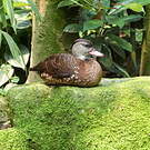 Dendrocygne tacheté