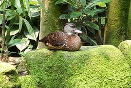 Spotted Whistling Duck