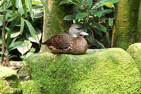 Dendrocygne tacheté