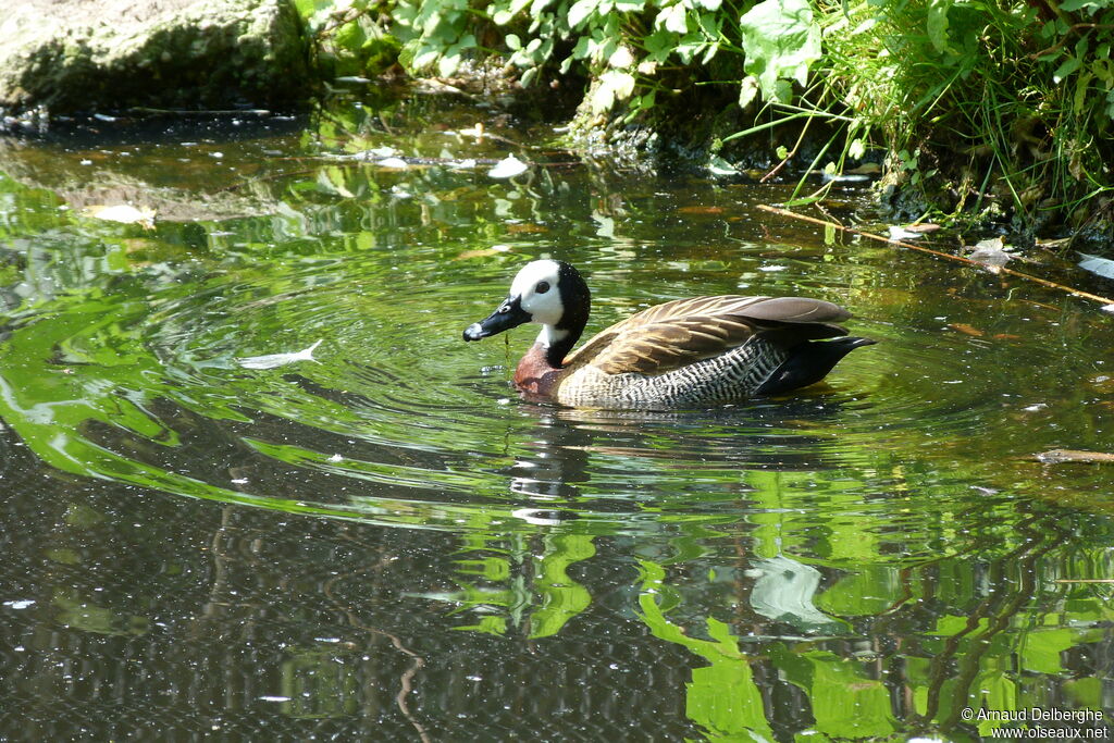 White-faced Whistling Duck