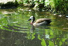 Dendrocygne veuf