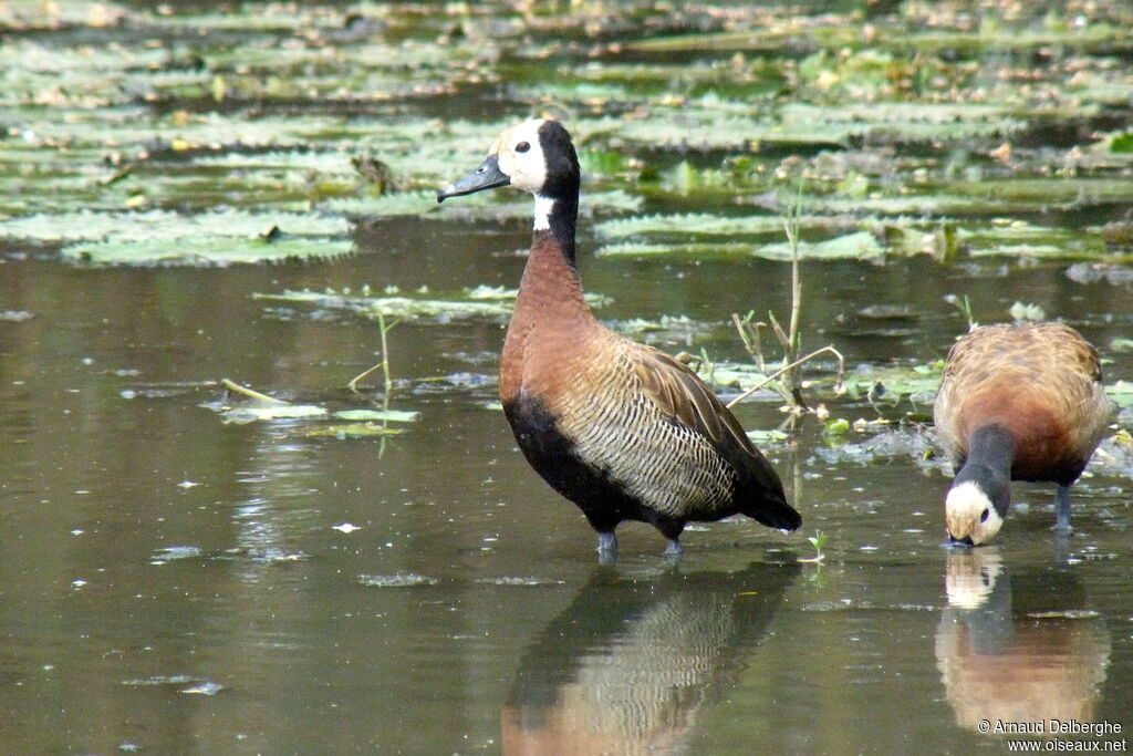 White-faced Whistling Duck