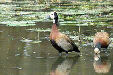 Dendrocygne veuf