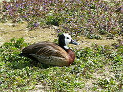 White-faced Whistling Duck